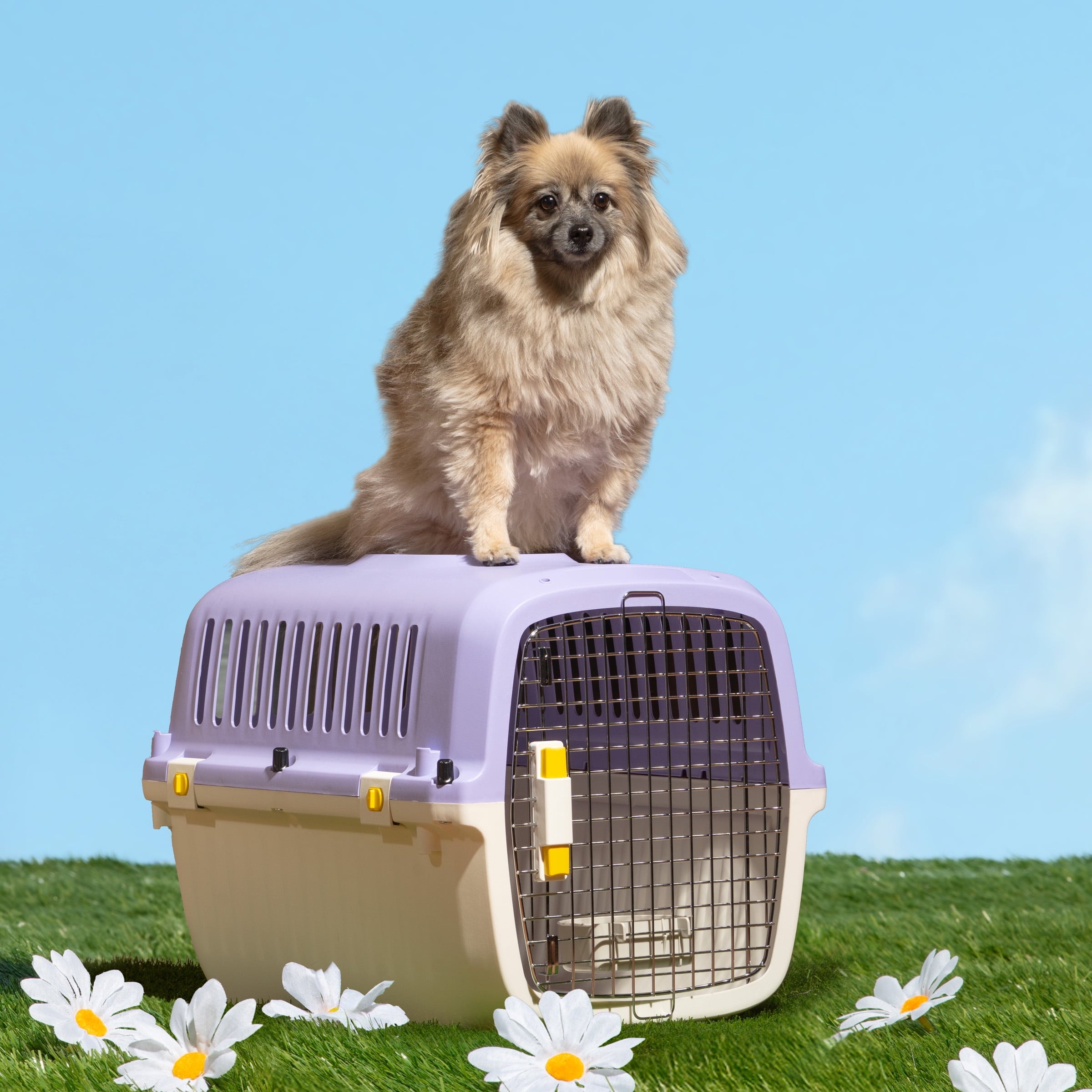 Oodles 24" Plastic Travel Pet Kennel, with Clip On Bowl, Purple